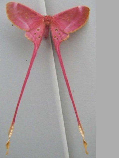 /filer/webapps/moths/media/images/A/argus_Eudaemonia_A_Stanton.jpg
