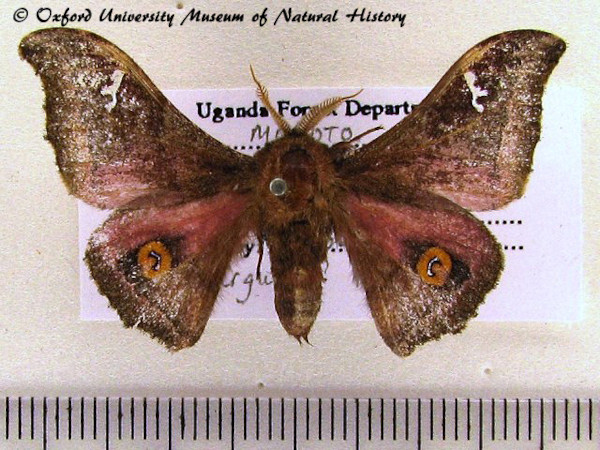 /filer/webapps/moths/media/images/A/arguta_Ludia_A_OUMNH.jpg