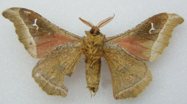 /filer/webapps/moths/media/images/A/arguta_Ludia_HT_NHMUKb.jpg