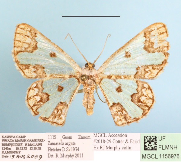 /filer/webapps/moths/media/images/A/arguta_Zamarada_AF_MGCLa_01.JPG