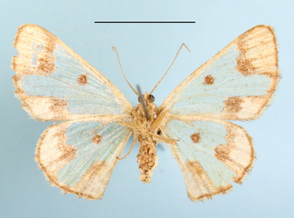/filer/webapps/moths/media/images/A/arguta_Zamarada_AF_MGCLb_01.JPG