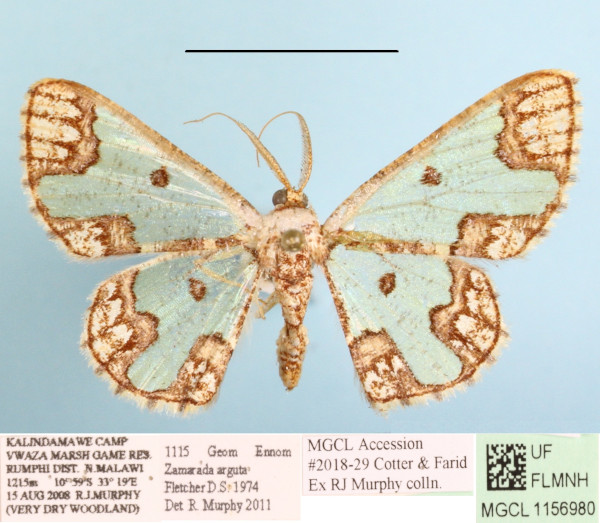 /filer/webapps/moths/media/images/A/arguta_Zamarada_AM_MGCLa_02.JPG