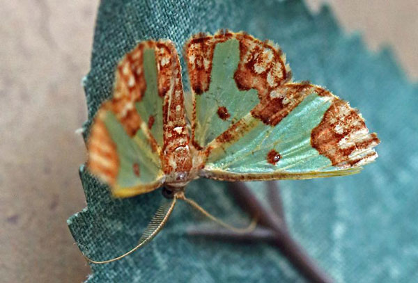 /filer/webapps/moths/media/images/A/arguta_Zamarada_A_Voaden.jpg