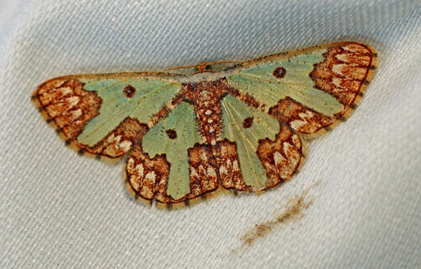 /filer/webapps/moths/media/images/A/arguta_Zamarada_A_Voaden_02.jpg