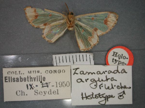 /filer/webapps/moths/media/images/A/arguta_Zamarada_HT_RMCA_02.jpg