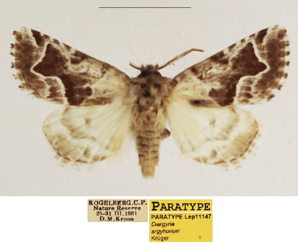 /filer/webapps/moths/media/images/A/argyhorion_Diargyria_PTF_TMSA_01.jpg
