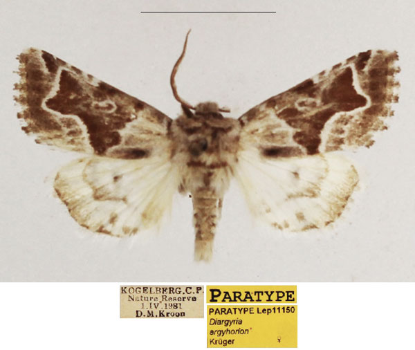 /filer/webapps/moths/media/images/A/argyhorion_Diargyria_PTF_TMSA_02.jpg