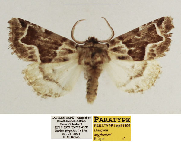 /filer/webapps/moths/media/images/A/argyhorion_Diargyria_PTM_TMSA_01.jpg