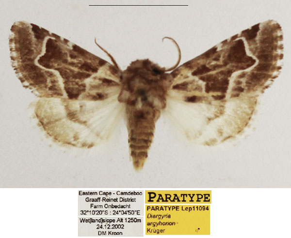 /filer/webapps/moths/media/images/A/argyhorion_Diargyria_PTM_TMSA_02.jpg