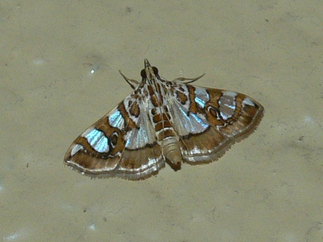 /filer/webapps/moths/media/images/A/argyraspides_Glyphodes_A_Goff.03.jpg