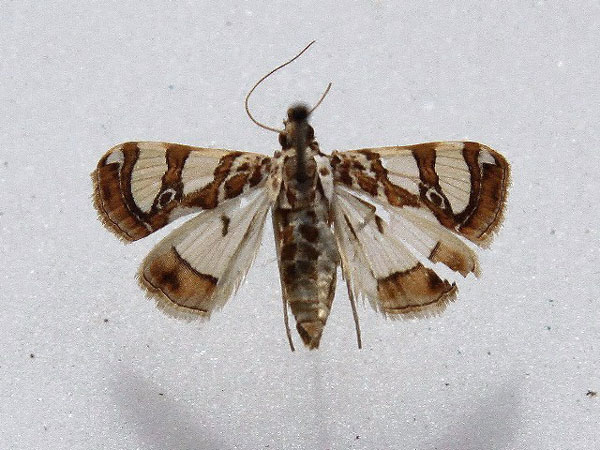 /filer/webapps/moths/media/images/A/argyraspides_Glyphodes_A_Goff_01.jpg