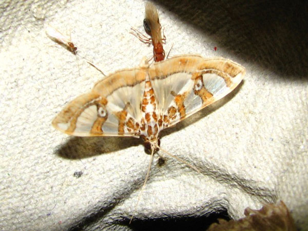 /filer/webapps/moths/media/images/A/argyraspides_Glyphodes_A_Goff_02.jpg