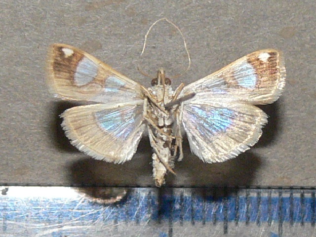 /filer/webapps/moths/media/images/A/argyraspides_Glyphodes_A_Goffb_03.jpg