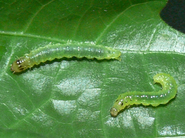 /filer/webapps/moths/media/images/A/argyraspides_Glyphodes_C_Goff.01.jpg