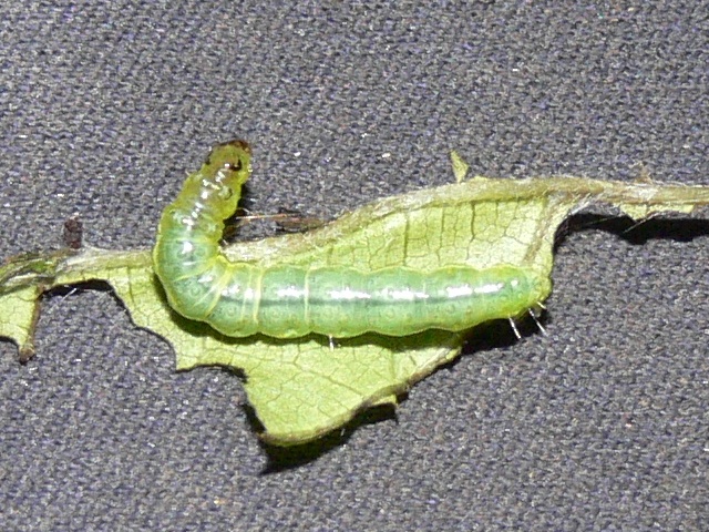 /filer/webapps/moths/media/images/A/argyraspides_Glyphodes_C_Goff_02jpg.jpg
