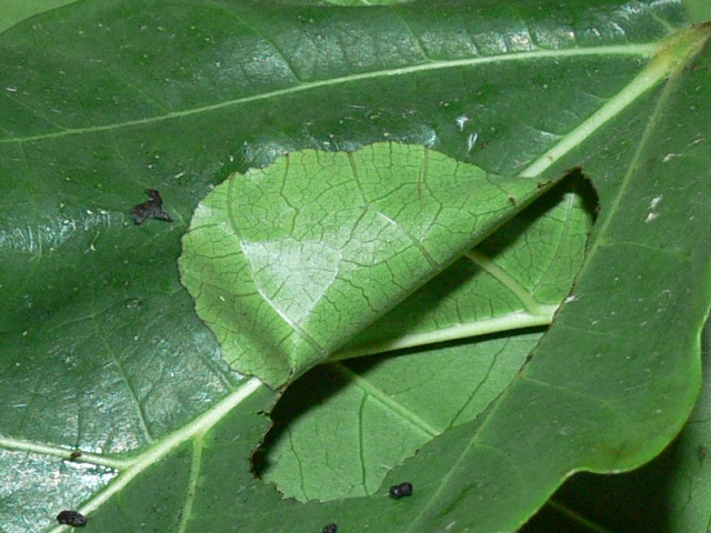 /filer/webapps/moths/media/images/A/argyraspides_Glyphodes_P_Goff.01.jpg