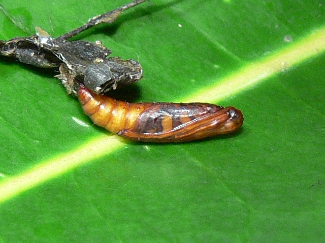 /filer/webapps/moths/media/images/A/argyraspides_Glyphodes_P_Goff.02.jpg