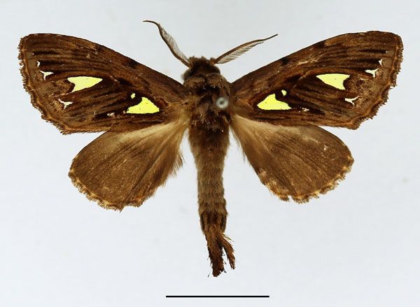 /filer/webapps/moths/media/images/A/argyraspis_Ptilura_AM_Basquin_02.jpg