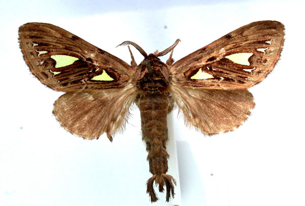 /filer/webapps/moths/media/images/A/argyraspis_Ptilura_A_Revell.jpg