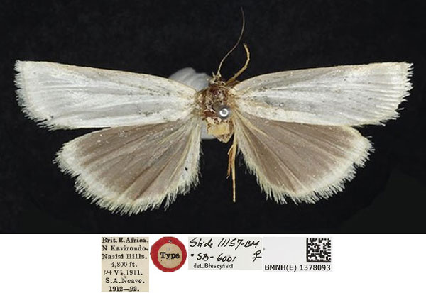 /filer/webapps/moths/media/images/A/argyrastis_Charltona_HT_NHMUK.jpg