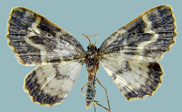 /filer/webapps/moths/media/images/A/argyridia_Hydrelia_AM_ZSM.jpg