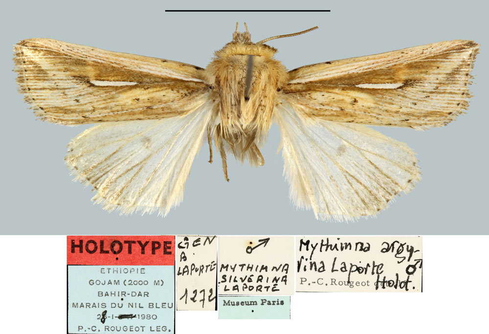 /filer/webapps/moths/media/images/A/argyrina_Mythimna_HT_MNHN.jpg