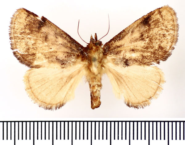 /filer/webapps/moths/media/images/A/argyrobapta_Ctenolita_AF_BMNH.jpg