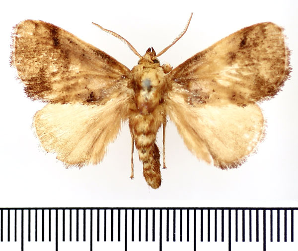 /filer/webapps/moths/media/images/A/argyrobapta_Ctenolita_AM_BMNH.jpg