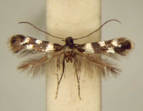 /filer/webapps/moths/media/images/A/argyrocelis_Metriochroa_PT_TMSA6337.jpg