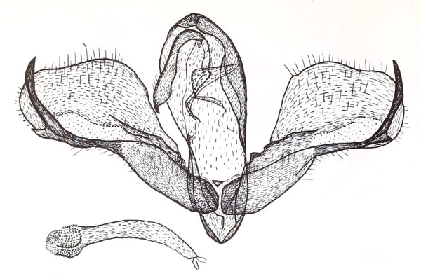 /filer/webapps/moths/media/images/A/argyrochlora_Pseudotuerta_GMPT_Carcasson_1964-59.jpg