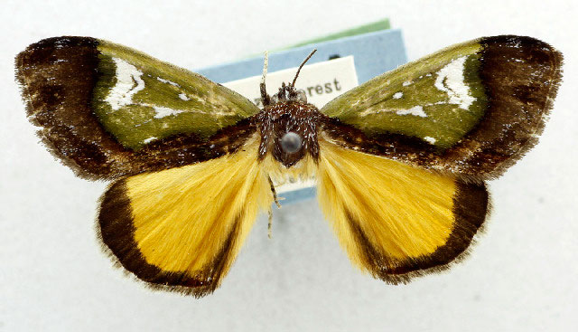/filer/webapps/moths/media/images/A/argyrochlora_Pseudotuerta_PTM_USNM.jpg