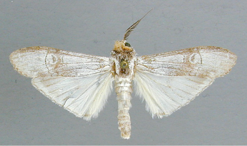 /filer/webapps/moths/media/images/A/argyrochroa_Scrancia_A_RMCA.jpg