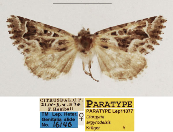 /filer/webapps/moths/media/images/A/argyrodeixis_Diargyria_PTF_TMSA_01.jpg