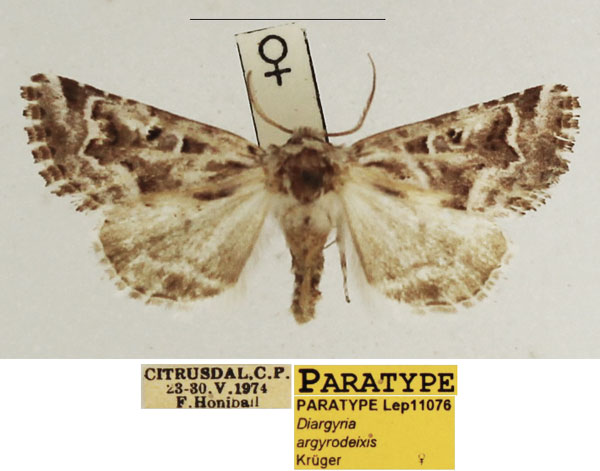 /filer/webapps/moths/media/images/A/argyrodeixis_Diargyria_PTF_TMSA_02.jpg