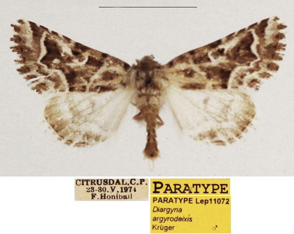 /filer/webapps/moths/media/images/A/argyrodeixis_Diargyria_PTM_TMSA_02.jpg