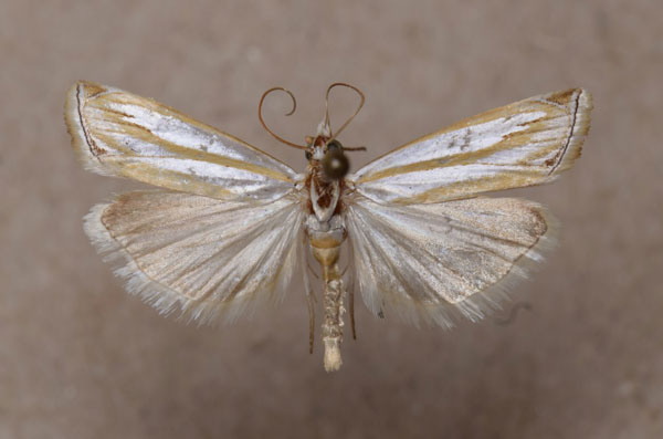 /filer/webapps/moths/media/images/A/argyrodonta_Classeya_A_Butler.jpg