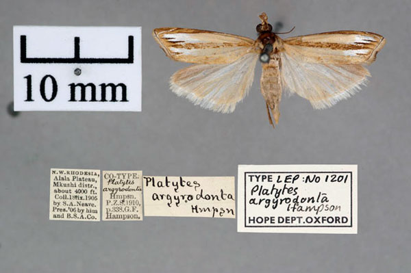 /filer/webapps/moths/media/images/A/argyrodonta_Platytes_PT_OUMNH_01.jpg