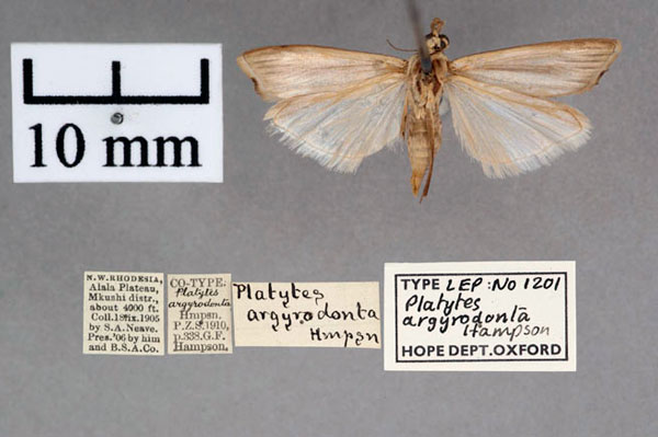 /filer/webapps/moths/media/images/A/argyrodonta_Platytes_PT_OUMNH_02.jpg