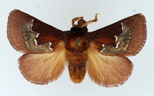 /filer/webapps/moths/media/images/A/argyrogramma_Brachia_AM_TMSA_01.jpg