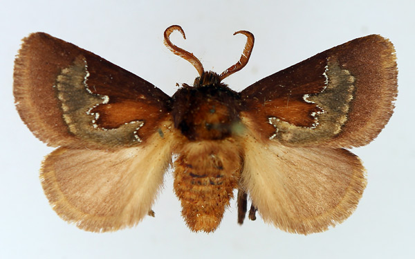 /filer/webapps/moths/media/images/A/argyrogramma_Brachia_AM_TMSA_02.jpg