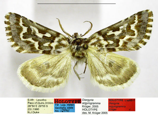 /filer/webapps/moths/media/images/A/argyrogramma_Diargyria_HT_TMSA.jpg