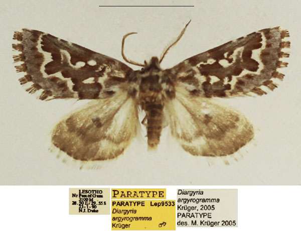 /filer/webapps/moths/media/images/A/argyrogramma_Diargyria_PTM_TMSA_01.jpg