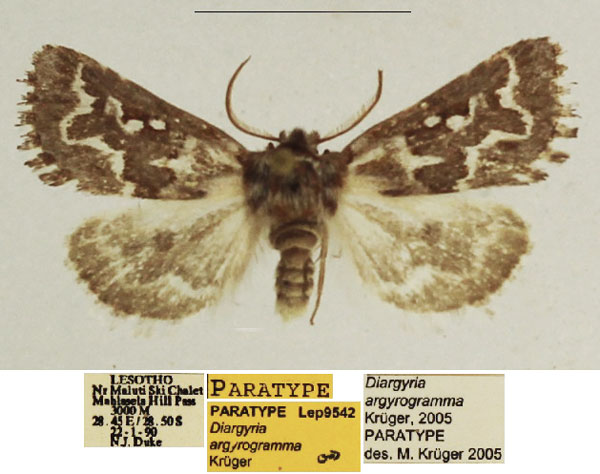 /filer/webapps/moths/media/images/A/argyrogramma_Diargyria_PTM_TMSA_02.jpg