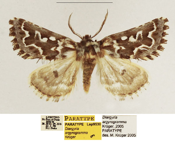 /filer/webapps/moths/media/images/A/argyrogramma_Diargyria_PTM_TMSA_03.jpg