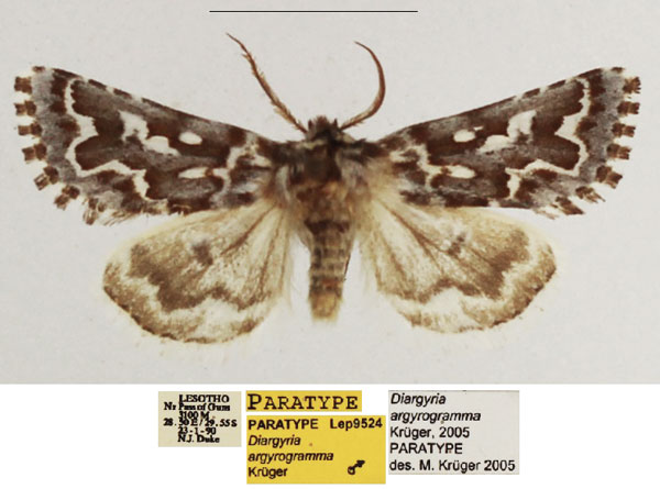 /filer/webapps/moths/media/images/A/argyrogramma_Diargyria_PTM_TMSA_04.jpg