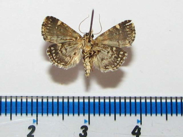 /filer/webapps/moths/media/images/A/argyrogramma_Ozarba_A_Goffb_03.jpg