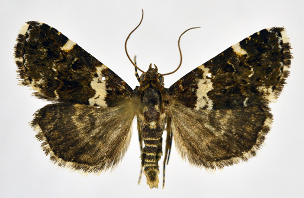 /filer/webapps/moths/media/images/A/argyrogramma_Ozarba_A_NHMO.jpg