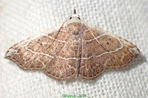 /filer/webapps/moths/media/images/A/argyrographa_Corgatha_A_Bippus.jpg