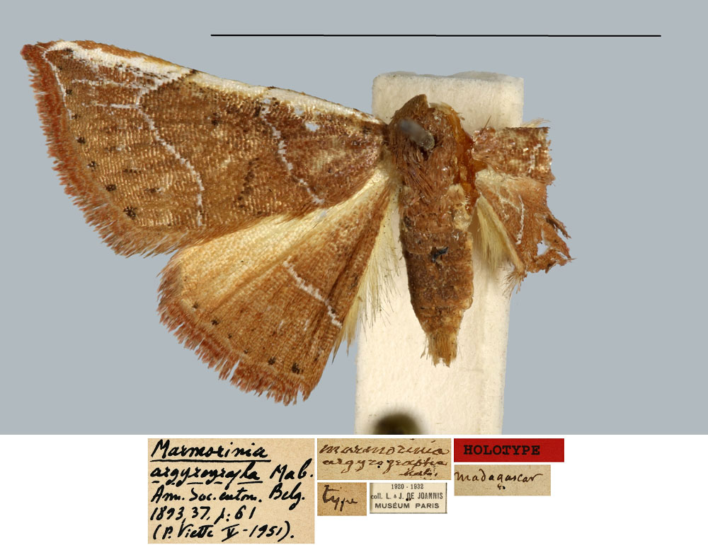 /filer/webapps/moths/media/images/A/argyrographa_Marmorinia_HT_MNHN.jpg