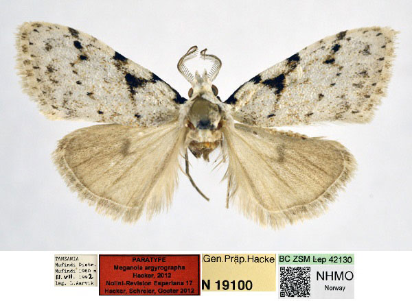 /filer/webapps/moths/media/images/A/argyrographa_Meganola_PT_NHMO_01_2bROy5F.jpg